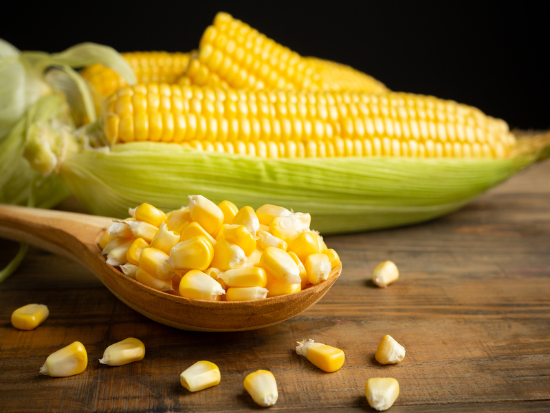 Peluang usaha jagung olahan