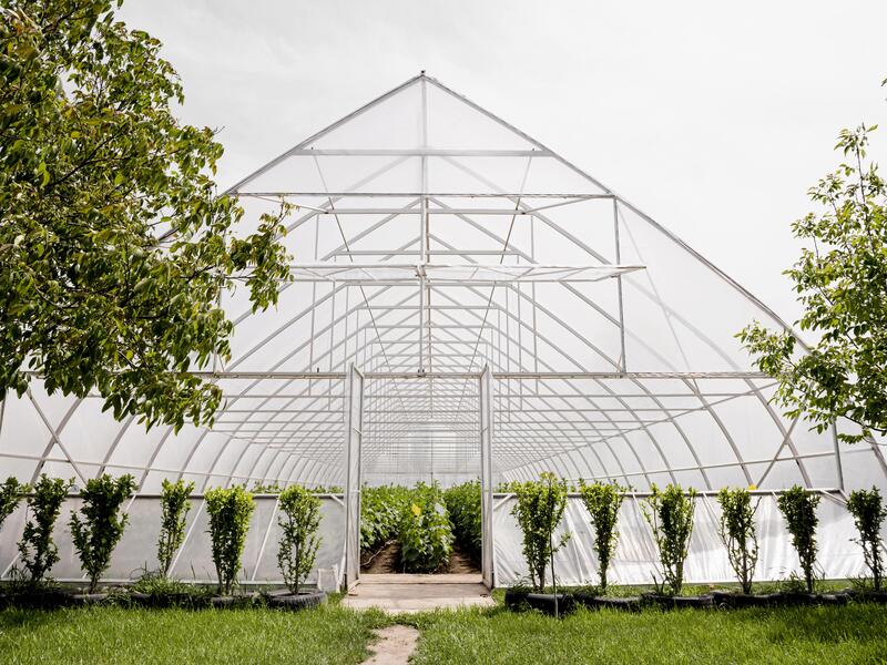 Greenhouse Hemat Biaya untuk Panen Lebih Maksimal