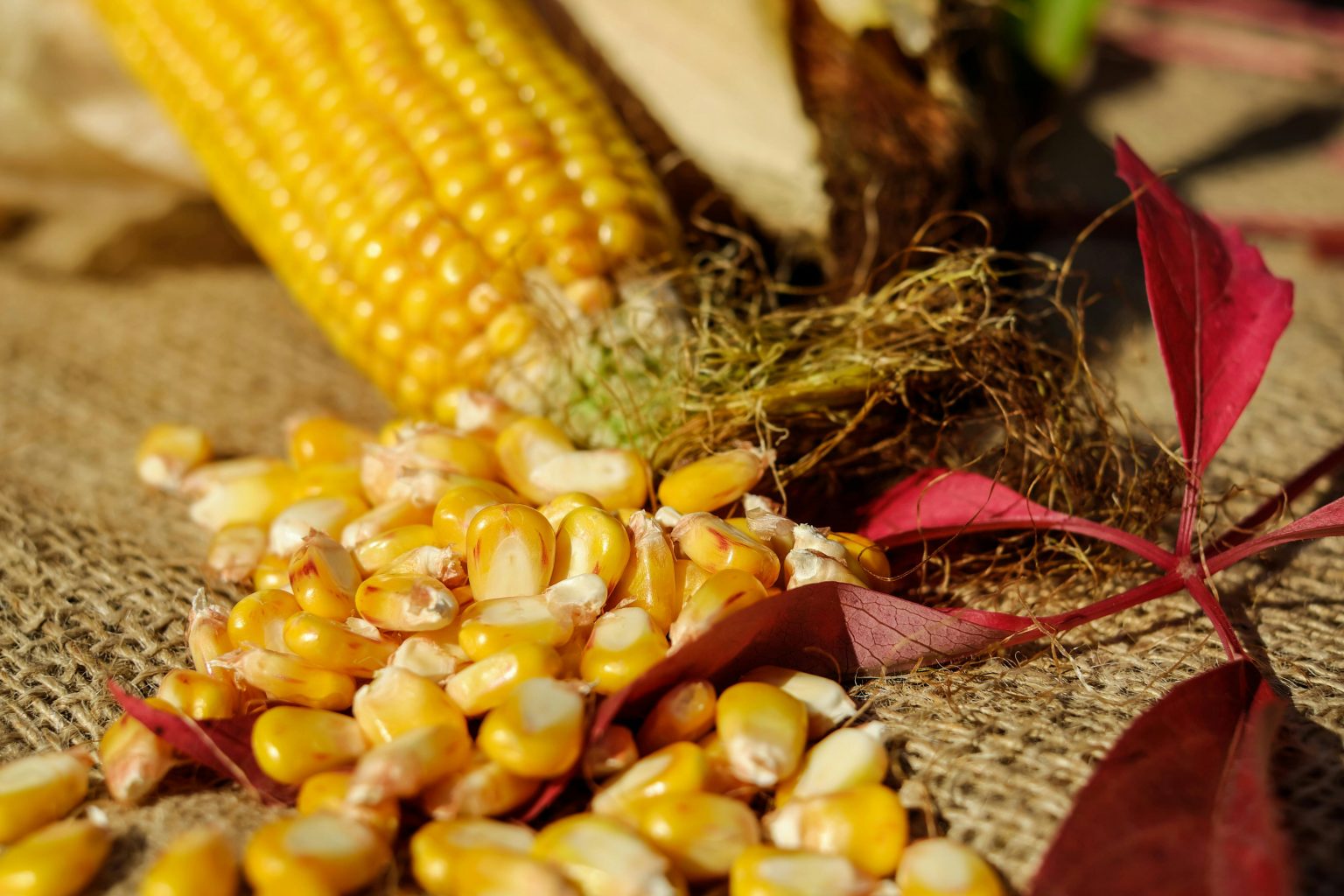 Mesin Pengolahan Jagung Modern untuk Hasil Maksimal