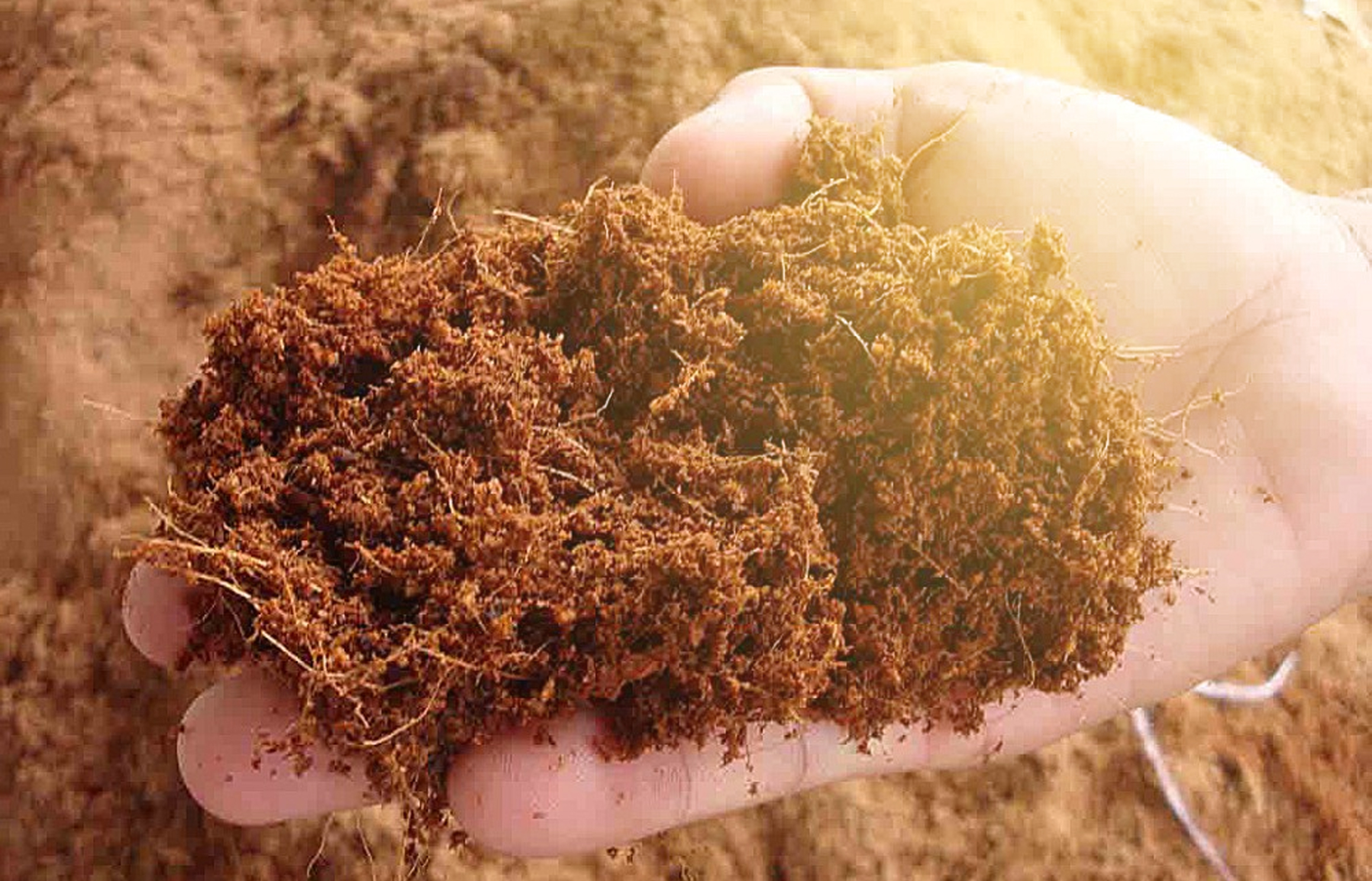 Pengolahan Sabut Kelapa Bernilai Ekonomi Tinggi