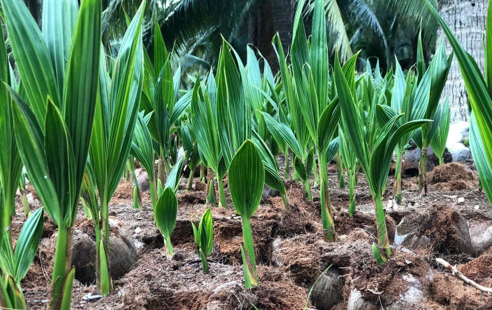 cara menyemai kelapa agar cepat tumbuh