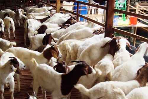 Mengelola Manajemen Usaha Ternak Kambing secara Profesional