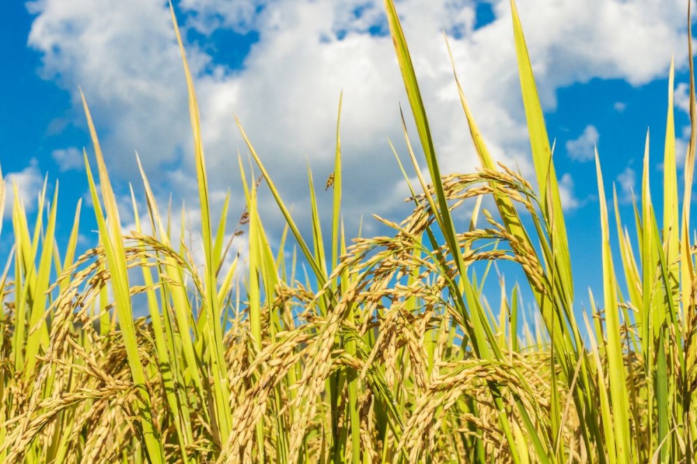 Alat Perontok Gabah Padi Solusi Praktis Panen Cepat dan Hemat Tenaga