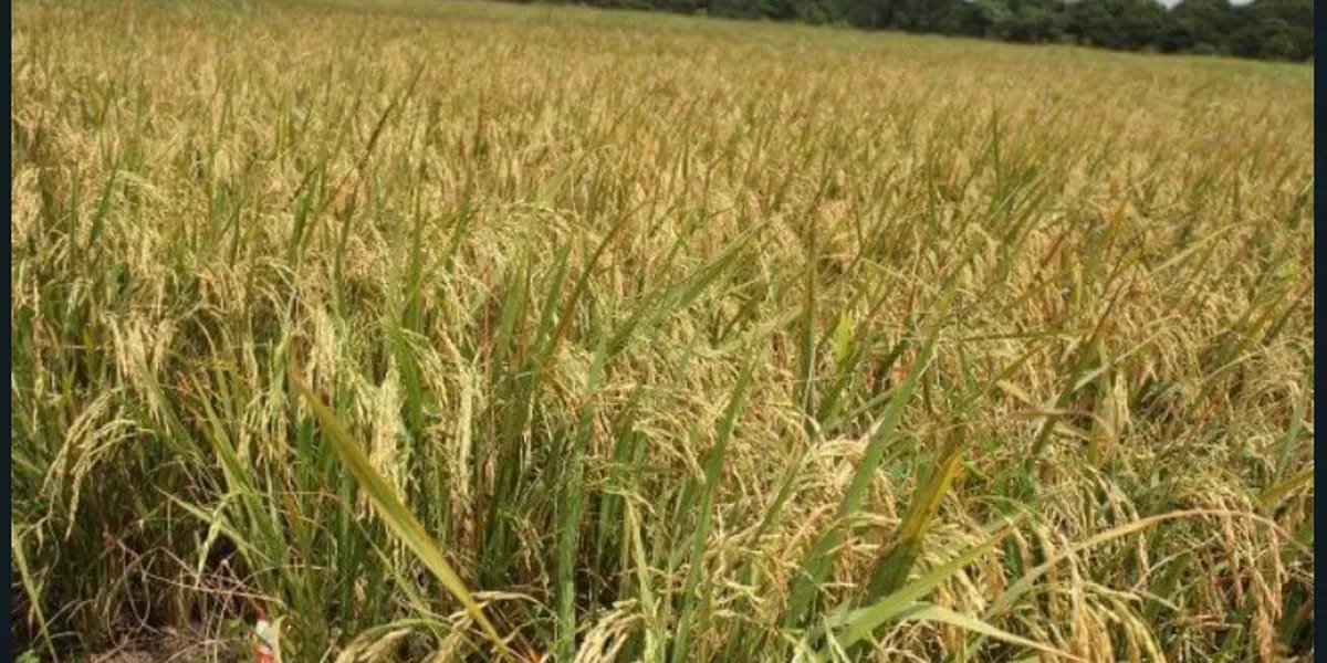 Cara Merontokkan Padi Pakai Mesin