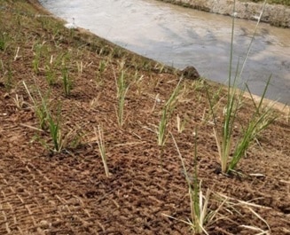 Memilih Cocomesh Stabilisasi Tanah Alami yang Berkelanjutan