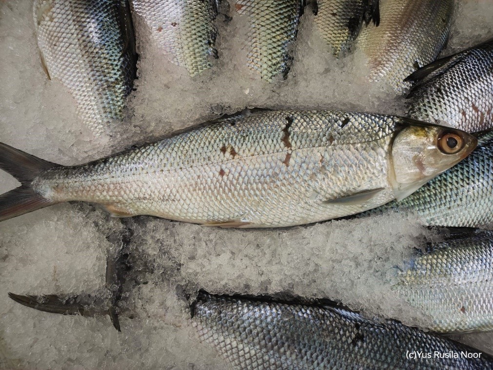 Cara Melunakkan Tulang Ikan Cepat untuk Hasil Empuk Sempurna di Rumah